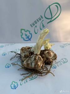 Лилия "БЛЕК АУТ" 3 штуки (размер 18/20)